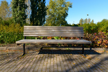 Portrait of old wooden bench with tall green trees in the park