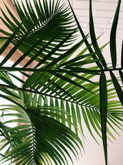 Amazing indoor palm tree design