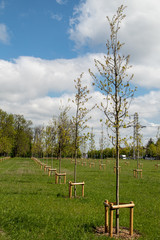 Young trees in the park