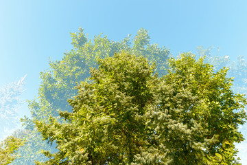 Double exposure of tall green trees overlaying each other against blue sky