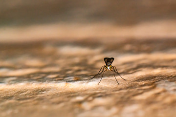 Mosquito perched on the wall of an urban garden near water tanks on a bright spring day