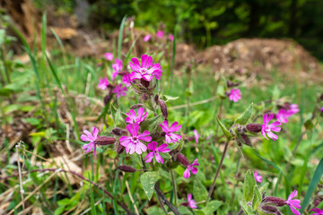 Sommerblume im Bayerischen Wald
