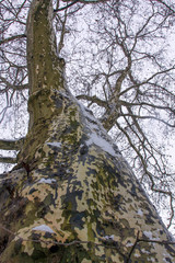 Sycamore bark on tree trunk in winter no leaves