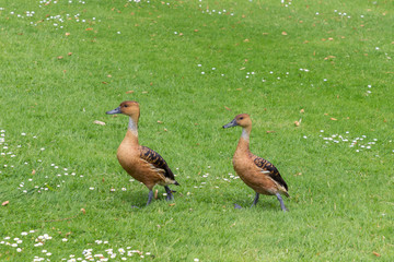 Botanic garden of Nantes in Loire valley (France)