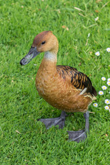 Botanic garden of Nantes in Loire valley (France)