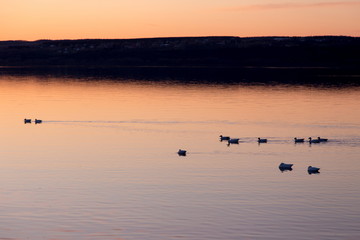 Snow geese in silhouette swimming or resting in the St. Lawrence River just before sunrise, with the Island of Orleans seen in silhouette from Sainte-Anne-de-Beaupré, Quebec, Canada