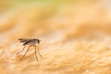 Mosquito perched on the wall of an urban garden near water tanks on a bright spring day