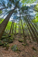 Wandern im Bayerischen Wald bei Bodenmais | Rißloch Urlaub