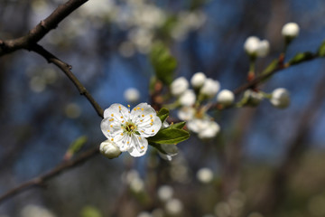 Plum blossom in spring, selective focus. White flowers and buds on a branch in a garden