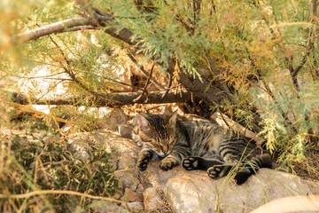 Fototapeta na wymiar A stray cat laying down in the shadow of a plant on a stone in Makarska. Sleeping in the greenery on a sunny day in summer. A Striped cat relaxing and taking a nap.