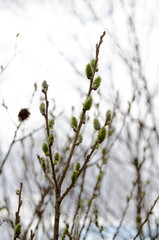 Branches of a blossoming willow against the background of the forest