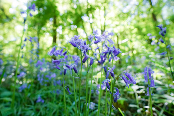 bluebells