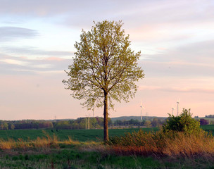 samotne drzewo wieczór  © Robert
