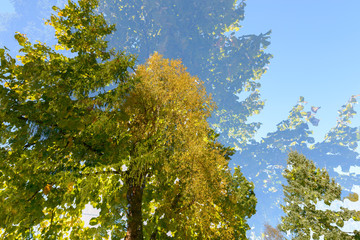 Double exposure of tall green trees overlaying each other against blue sky
