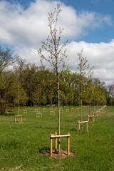 Young trees in the park