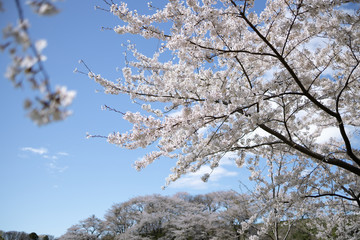 満開の桜