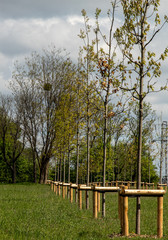Young trees in the park