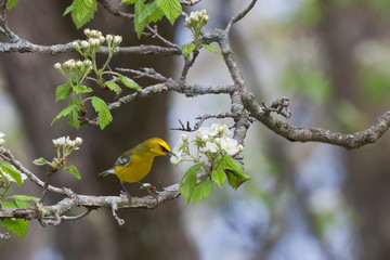 Tasty Treat for a Blue-winged Warbler