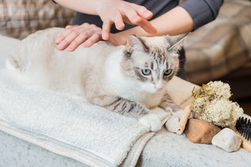 Start of the cat massage. Relaxation. Stroking of the back