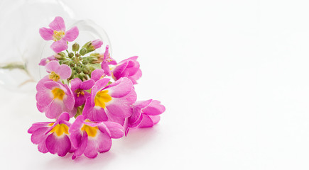 Pink primroses in a transparent glass vase lie on a white background.Spring  concept,festive background.Selective focus,copy space