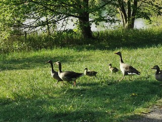 Natur; Tiere, Himmel; Landschaft; Landiwrtschaft; Blumen; 