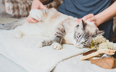 Massage of the ligaments of the cat's hind leg