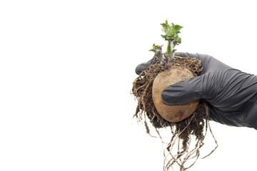 New potatoes in the farmer's hand on a white background . Sprout, roots, tuber of potatoes. Sprouted potatoes.Agricultural concept. Copyspace .