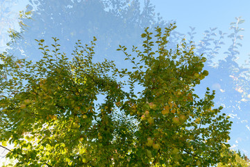 Double exposure of green apple trees overlaying each other against blue sky
