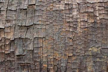 Close up of old ancient cracked wood texture, can be used as Background or Wallpaper