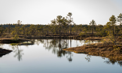 Colorful evening and sunset over the bog lake, crystal clear lake and bog in the evening,...