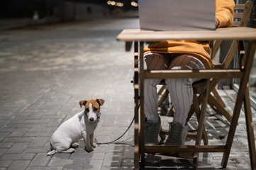 Smiling woman working on laptop at a wooden table in the street. The girl looks at the monitor and Jack Russell Terrier sits on a leash. Freelancer walks the dog in the evening. A loyal puppy.
