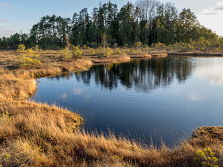 Swamp overgrown with trees and reeds, swamp lake at sunset, swamp vegetation in the foreground