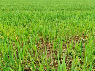 Young rye seedlings growing on a field in a black soil. Sprouts of rye. Agriculture.