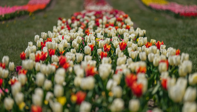 Group of colorful tulips. Selective focus. Colorful carpet of flowers. Colorful tulips photo background.