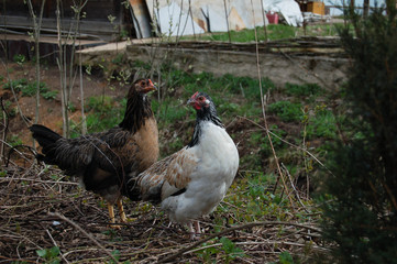 free range chickens