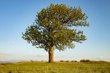 Fototapeta na wymiar A beautiful lonely tree in the hills.
