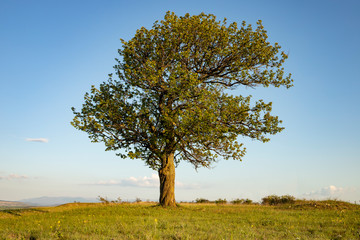 A beautiful lonely tree in the hills.