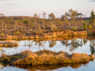 Colorful evening and sunset over the bog lake, crystal clear lake and bog in the evening, reflections on the water. Pine in the background.