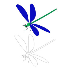 vector, white background, blue dragonfly, insect, outline