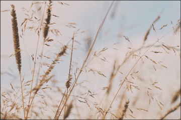 Bluegrass meadow Poa praténsis on a bright sunny day closeup with blurry background and bokeh