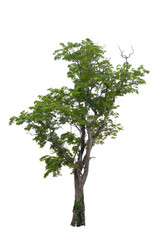 Obraz premium Trees with green leaves in a white background