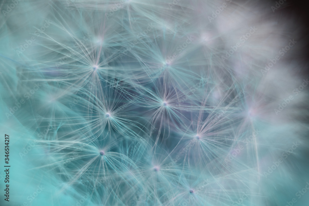 Poster close up beautiful dandelion flower color light background pattern texture. macro photography view.