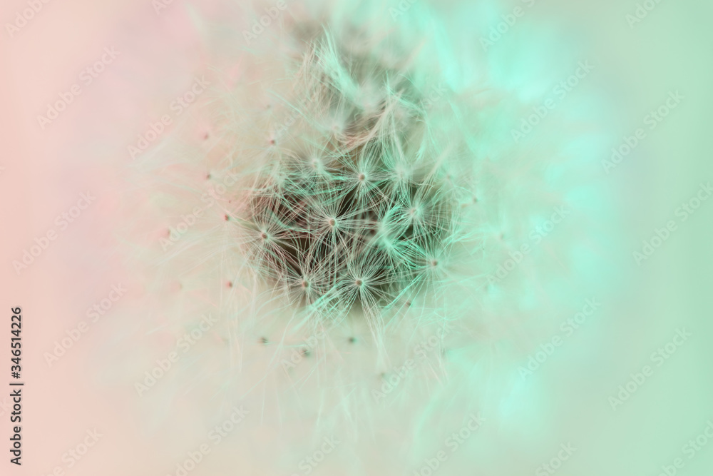 Poster close up beautiful dandelion flower color light background pattern texture. macro photography view.