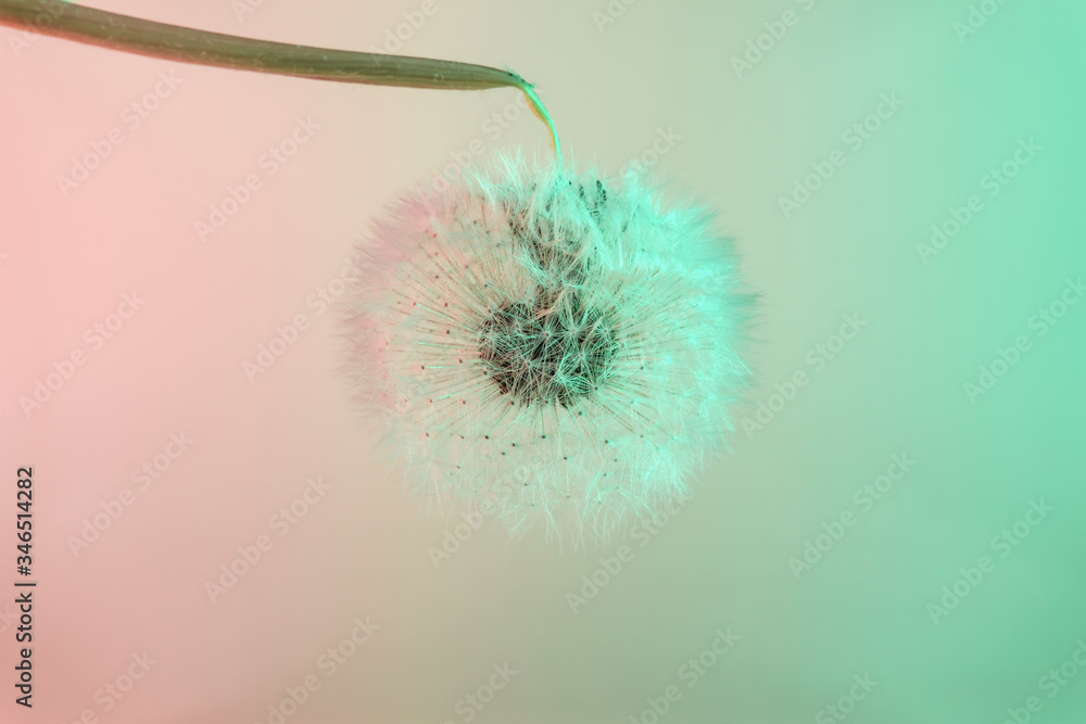 Poster close up beautiful dandelion flower color light background pattern texture. macro photography view.