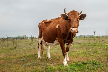 
cow