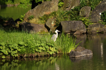 公園のサギ