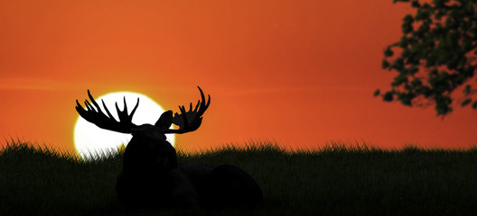 a bull elk silhouetted sits on grassland at sunset time.