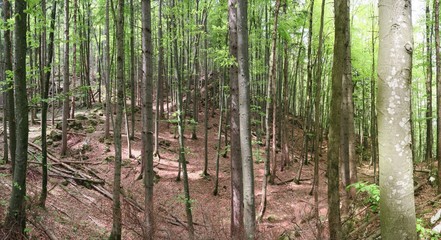 Naklejka premium Urig wandern in bayrischen Wäldern