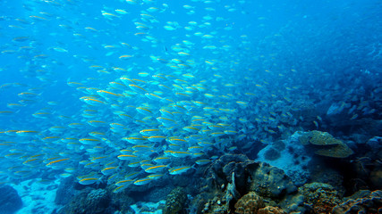 Fototapeta na wymiar school of fish underwater, diving