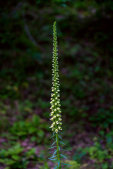 Blooming Digitalis ferruginea – perennial plant, growing in the forest 